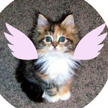 Sep 2009-Feb 2022. Forever 9 weeks old on Twitter. I am fond of fishy things, opening presents, and #keepfits. Now that I'm an angel I can CATCH THE RED DOT.