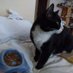 Because of Jim/Wild Serenity Cat Rescue Fund (@becausejim) Twitter profile photo Because of Jim/Wild Serenity Cat Rescue Fund (@becausejim) Twitter profile photo
