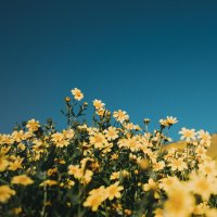 🌼 (@coldplay4lyfe) 's Twitter Profile