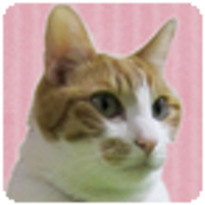 ハヤシミチコ 栗原はるみさんの愛猫 サダ の癒し画像集 Naver まとめ Http T Co Eo9jpd3fgq