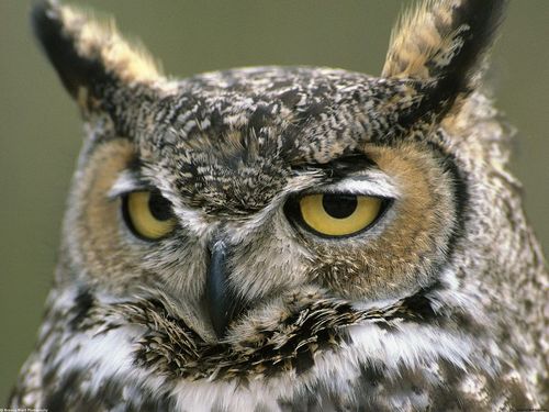 But for all voice in that serene hour, I hear an owl hoot.  How glad I am to hear him rather than the most eloquent man of the age.  Thoreau