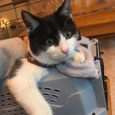 ruirui_latte's profile picture. 猫(白茶トラ♂)と同居していましたが、13歳3ヶ月で虹の橋へ。 新しい猫さん(黒白♂)は只今4歳✨ 趣味は猫ストーカー。無言フォローすみません。ゆるゆる更新です(｀・∀・´)