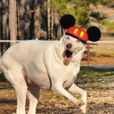 HollowCreekRscu's profile picture. Hollow Creek Farm Equine & Canine Rescue a S.C. 501c3 rescuing abused, neglected & exploited animals. We rescue, rehab &find #ForeverHomes for our furry guests.