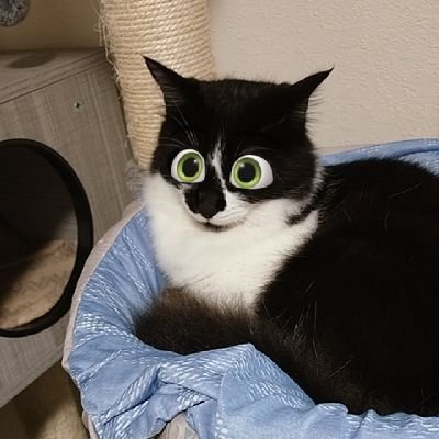 mugumona's profile picture. 祭りが好きな関西人です！