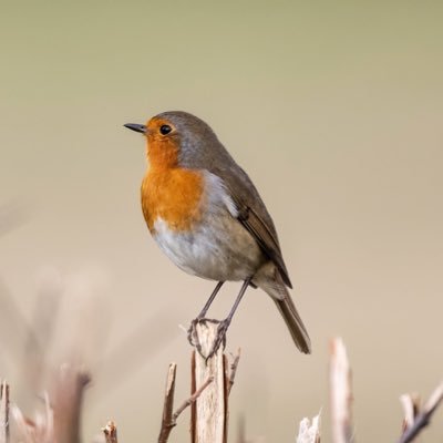 Cambridgeshire patch birder, amateur nature (birds) photographer, cyclist and life long Arsenal fan.
