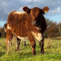 Newland Farm(@newlandfarm) 's Twitter Profile Photo