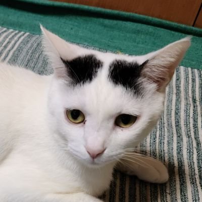 uZqoAch104cDKmJ's profile picture. 猫活動してます。
