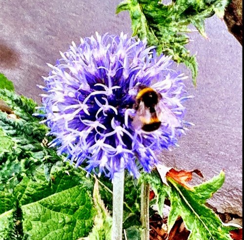 mrsskidmore's profile picture. 