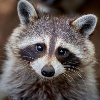 LfF / AntiXtremist😚
'Alle tot, alle verfault. Elben, Menschen, Orkse.' Gollum (Schatzsucher)
