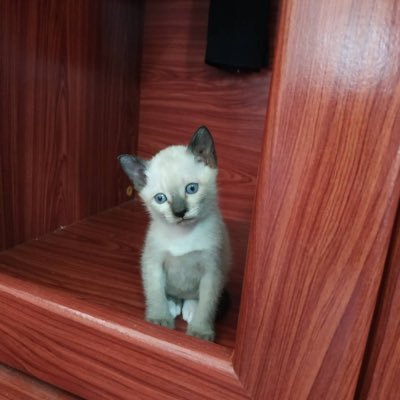 chickchick456's profile picture. Chick_chick