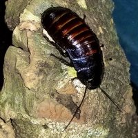 plebkoolaid (@plebkoolaid) 's Twitter Profile