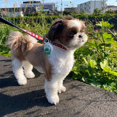 こはる(こっちゃん)🌸2019.12.27生まれの4才の女の子のシーズー🐶食べるの大好き、人が大好き、甘えん坊。飼い主の実家で甘やかされて成長中。#シーズー #癌患者家族