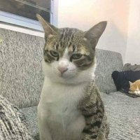 Ko Chan (@kochan74mm) 's Twitter Profile