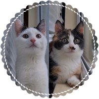 Celeste & Nova ฅ^•ﻌ•^ฅ (@celesteandnova) 's Twitter Profile Photo