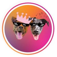 Cacau e Cookie 🐾 I Pet Influencers(@cacauecookie) 's Twitter Profile Photo