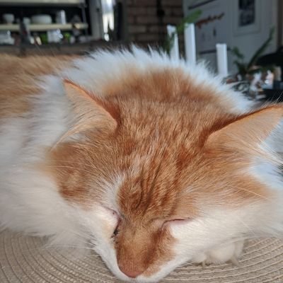 ChristianBerg28's profile picture. 