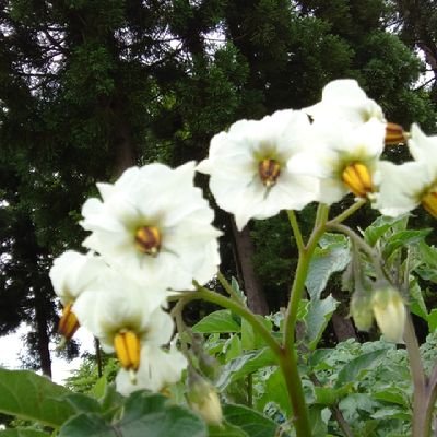 2ZlH8GZQSJHLHe9's profile picture. 老齢の母と畑を家庭菜園しています。