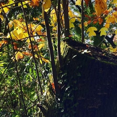 京都府立植物園の園内にある、なからぎの森の木の精のbotです🌲毎日1投稿（写真付き）。メディアからご覧になれます🌳きまぐれに会話もします🍀文章は『京都府立植物園公式ガイドブック』『打って出る』など参照🌷2022年3月に松谷茂著『植物園の咲かせる哲学』教育評論社が刊行されました🌸今年1月1日💯周年を迎えました