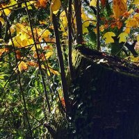 なからぎの森の木の精bot(@botkinosei) 's Twitter Profile Photo