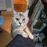 AnneInHfx's profile picture. 40ish software tester, diabetes diva, sushi lover, wannabe kayak nut, and all-round happy Halifax resident. May or may not be a crazy(ish) cat lady. Beware!