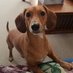 Jake and Delaney the Doxies (@doxie_jake) Twitter profile photo Jake and Delaney the Doxies (@doxie_jake) Twitter profile photo