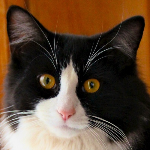SB&WF (single, black & white feline). Of course I'm handsome but I'm also a deep-thinker.