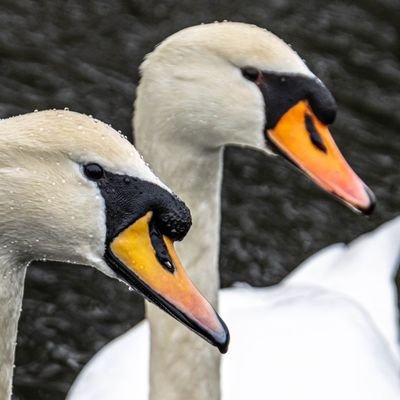 elainehphotos's profile picture. Wildlife and nature photography, shooting with Canon R7. I enjoy macro photography in summer - especially butterflies and other insects.