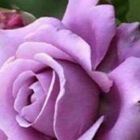 Aangalll Aaa (@aangalll) 's Twitter Profile