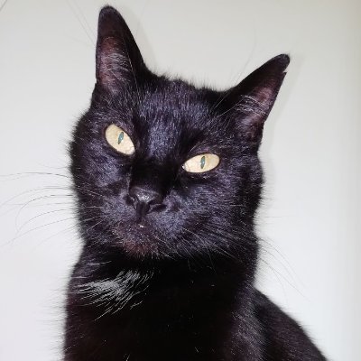 ATVNetworkCat Profile Picture