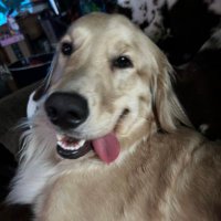 Cora the golden - @Corathegolden20 Twitter Profile Photo