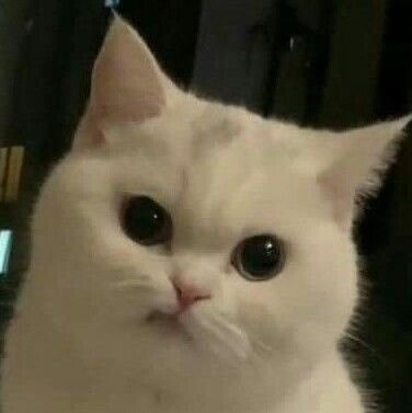 @mc_ash777 spam account for things they don't post there