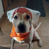 Raven Mad 🌟🌮👻👽🐶 (@jasperboy8) 's Twitter Profile