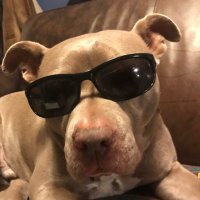 Ziggy (@zigggyhenry) 's Twitter Profile