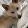 shibainu1002's profile picture. 沖縄出身🌴/ IL在住☃️Ｉ国際結婚ＩIVFベビー🩷(1y)Ｉ🇺🇸クレカ活動中💳✨
