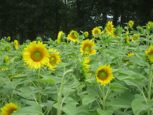 nean1276's profile picture. 