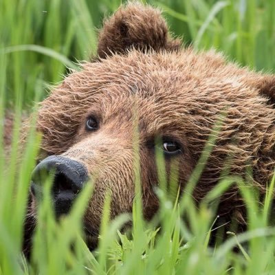 Stonewall_12's profile picture. o!m/s/t player/mapper (Former o!m/t mapping/modding mentee); discord: osojugoso#9844; top all-mode player in the state nvm im washed