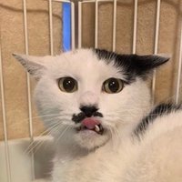 さかな (@kyousanyutotsu) Twitter profile photo