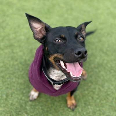 Hiya! I’m Lister, a 3yo Chihuahua/JRT mix in San Francisco. I love running, wrestling frens, belly rubs & chicken 😋🏳️‍🌈 #DogsofTwitter (🚫DMs)