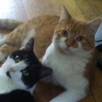 Whiskey with a side of Cookie (@whiskey_cookie) 's Twitter Profile