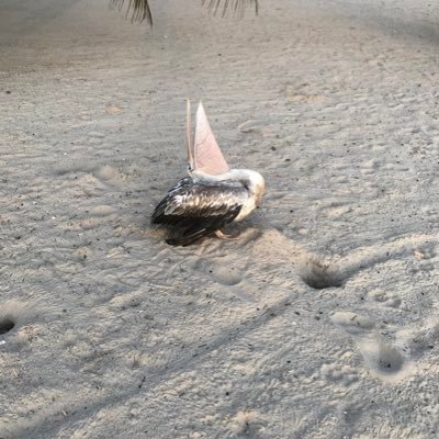 Hello world . I am and animal lover I am from The Gambia which is the smiling coast of Africa . I met this bird 🦢 at a beach called sanyang beach 🏖.