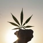 Ganjly, Cannabis News(@Ganjly420) 's Twitter Profile Photo