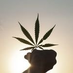 Ganjly, Cannabis News (@ganjly420) 's Twitter Profile