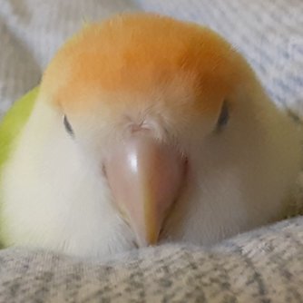 ✨그마린집사✨さんのプロフィール画像