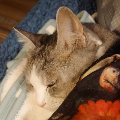 サバ白女子猫の飼い主。リツイートメインです。