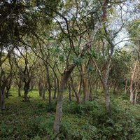 Assamforestryresearch (@assamforestryr1) 's Twitter Profile