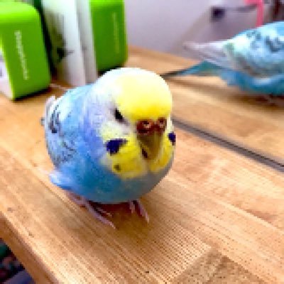 インコを飼って3年目です。最近オカメインコも増えました。インコの呟き。無言フォロー申し訳ありません。