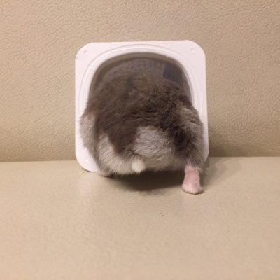 歴2年の素人DIYer🔨です YouTube見て、見よう見まねでコツコツ物作りしてます 最近は、コーヒー☕️やキャンプ⛺️にもハマり始めてます😁