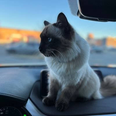 mengyuan216's profile picture. 