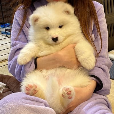 2021.11.8産まれ サモエドの女の子 こはくちゃんの成長記録です🐻❄️💓 #サモエド #Samoyed #puppy #子犬 #大型犬