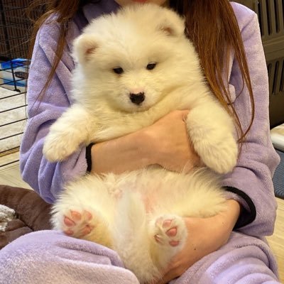 2021.11.8産まれ サモエドの女の子 こはくちゃんの成長記録です🐻‍❄️💓  #サモエド #Samoyed #puppy #子犬 #大型犬